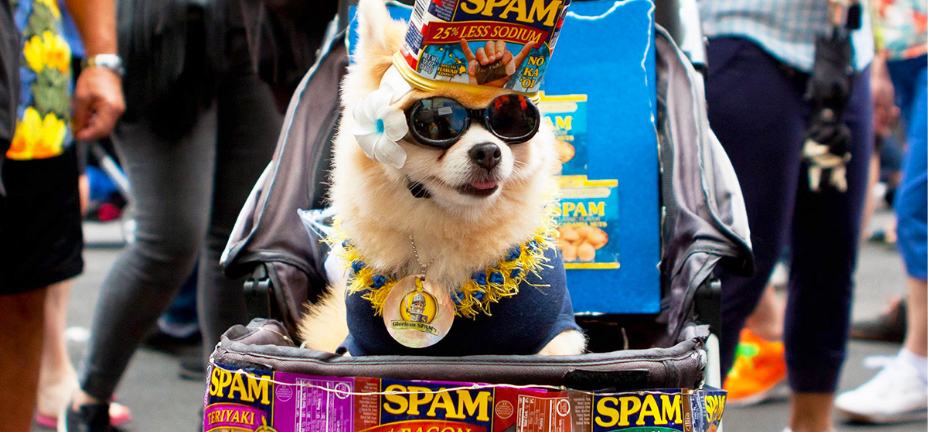 spam dog